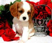 Brown and White Cavalier King Charles Spaniel Puppies For Sale.